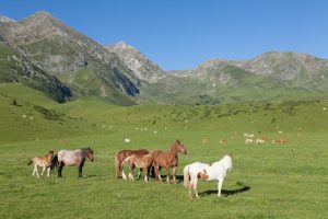 Les itinéraires cyclistes à travers les cols des Pyrénées, idéaux pour les amateurs de vélo